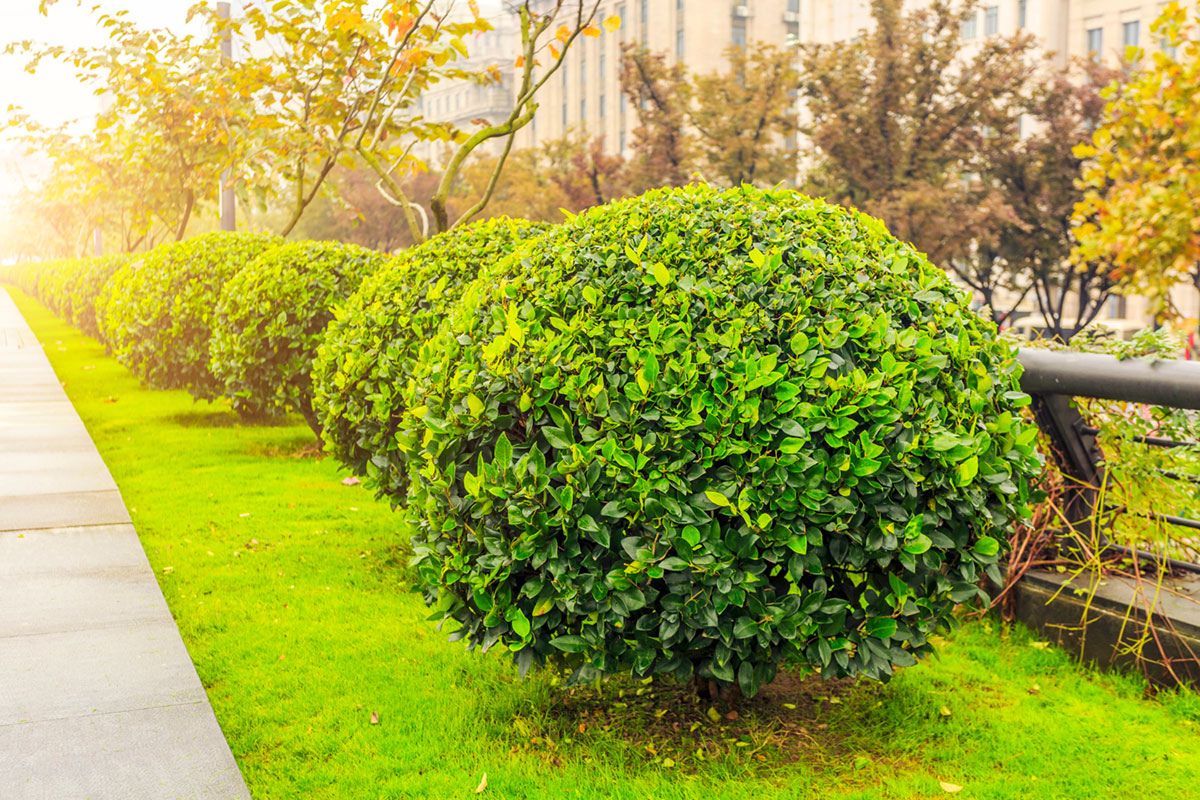 Vom Konzept zur Kreation - Ihr Gartenpartner